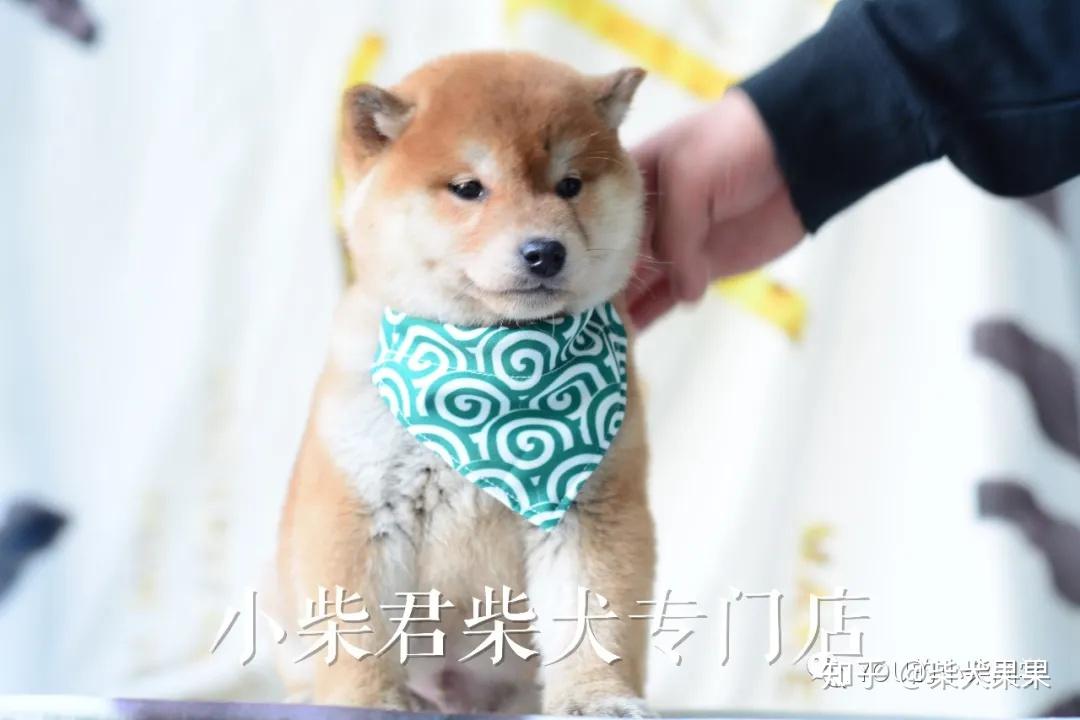 柴犬幣最新價格,柴犬幣最新價格動態(tài)及市場分析