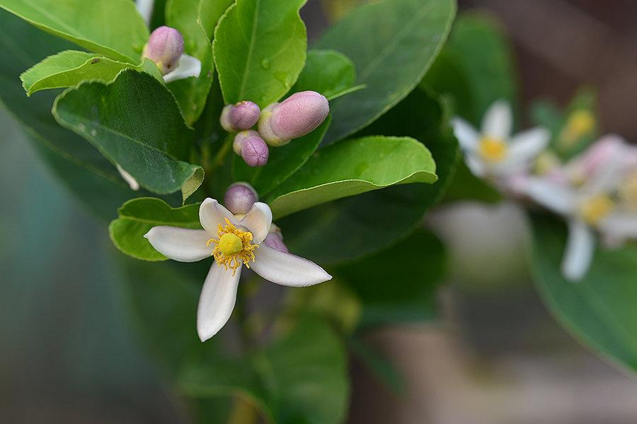 黃大仙三期內(nèi)必開(kāi)一肖,黃大仙三期內(nèi)必開(kāi)一肖，神秘預(yù)言背后的故事與解讀