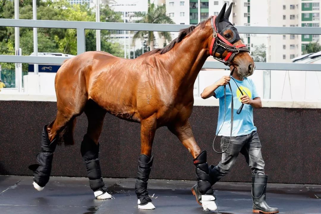 今晚澳門特馬開什么今晚四不像,今晚澳門特馬開什么，探索未知與理性看待四不像